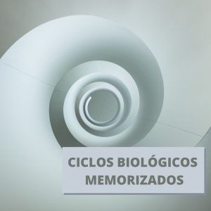 Ciclos Biológicos Memorizados